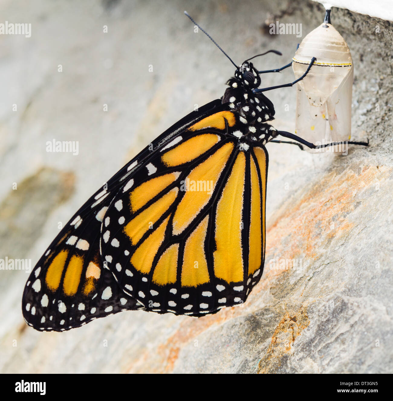 Mariposa monarca (Danaus plexippus) saliendo de su crisálida. Foto de stock