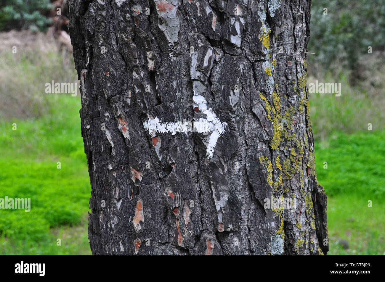 Flecha blanca pintada en el tronco del árbol resumen antecedentes. Foto de stock
