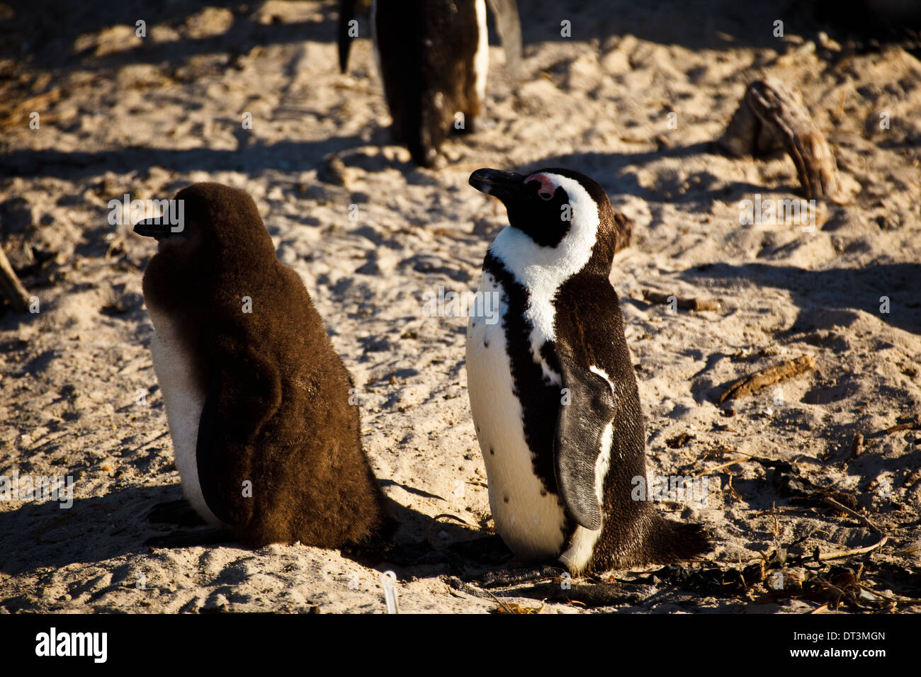 Pingüino africano adulto y bebé, Spheniscus demersus, tomando el sol en la playa Foto de stock
