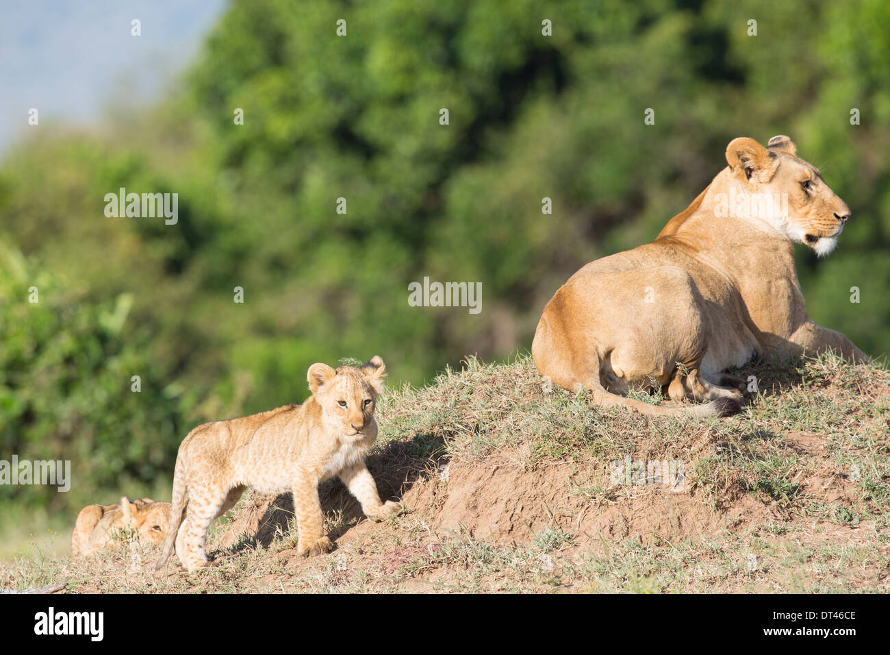 Próxima generación 2014 del famoso león Marsh el orgullo de los Maasai Mara de Kenia (Panthera leo) Foto de stock