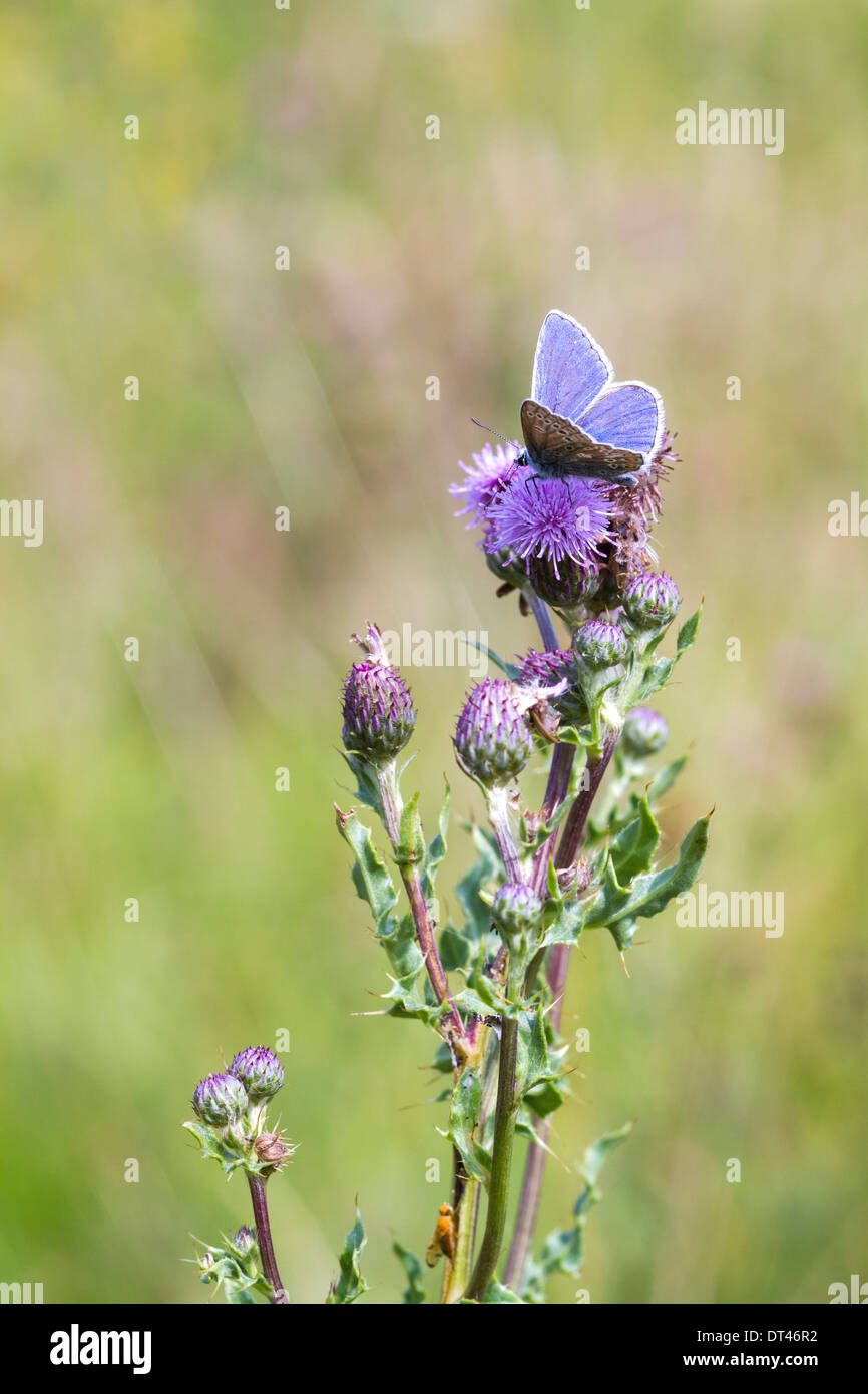 El azul común (Polyommatus icarus) es una pequeña mariposa de la familia Lycaenidae. Foto de stock