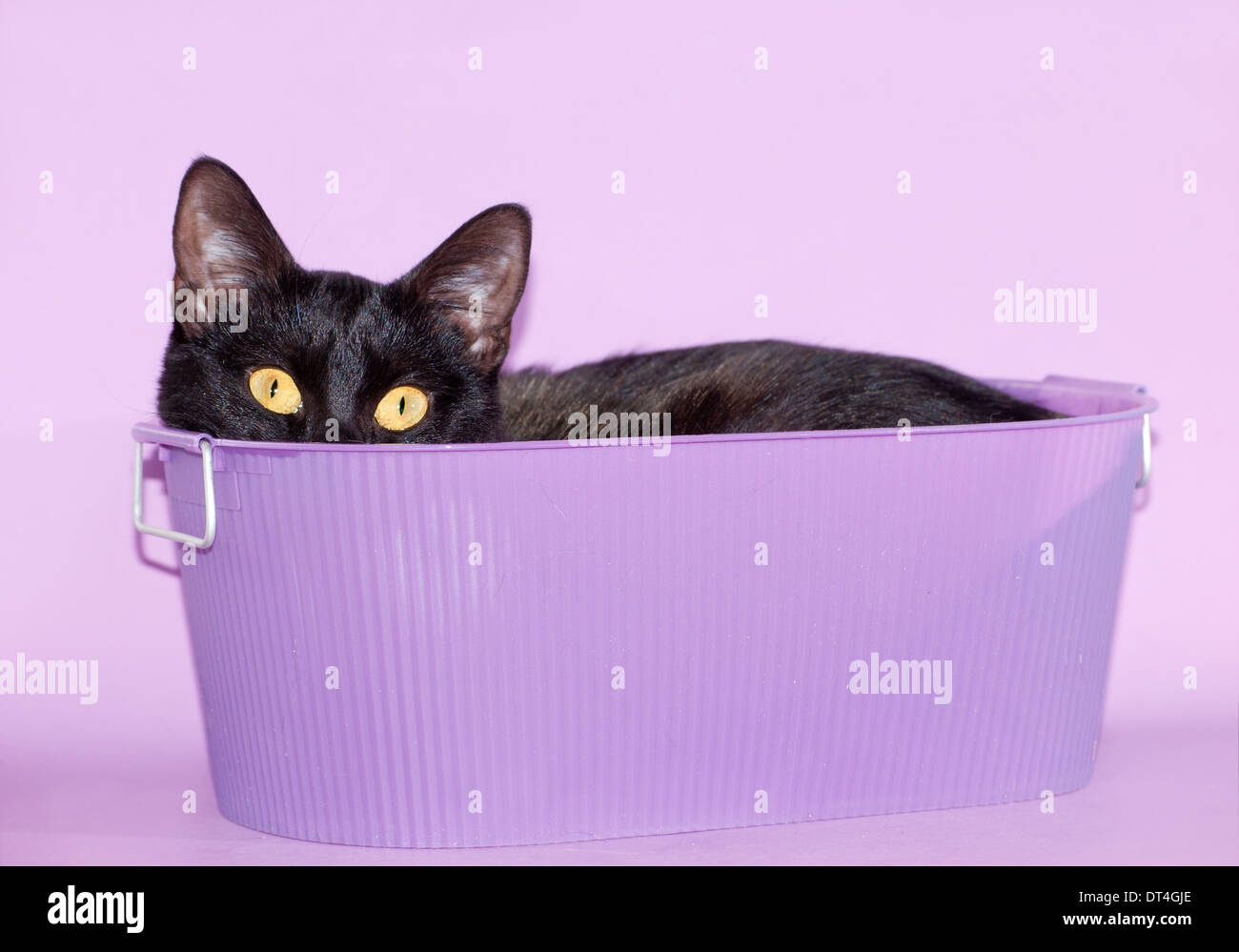Gato negro que sobresale de una tina púrpura Foto de stock