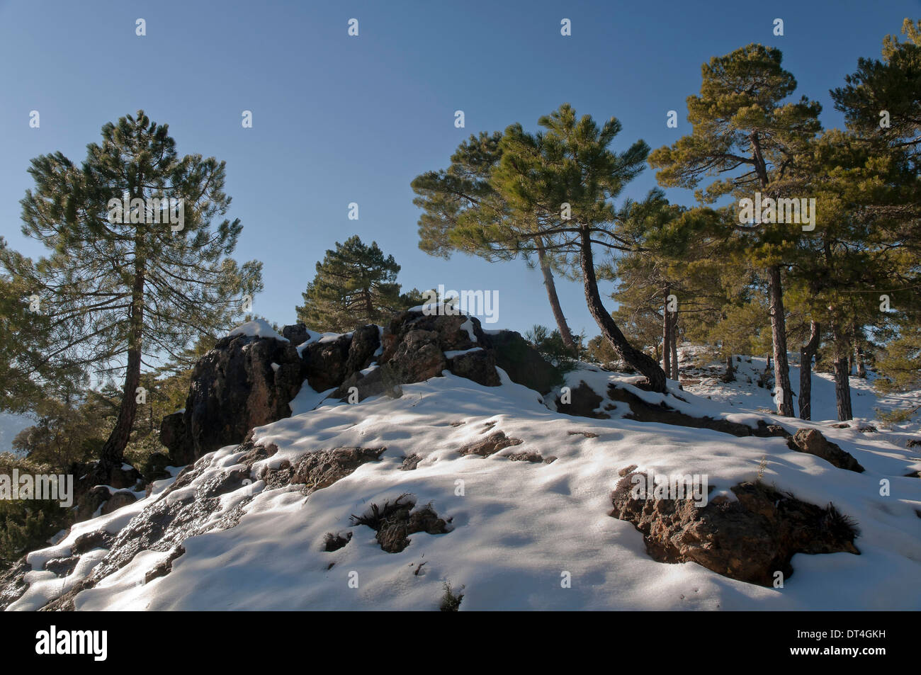 Paisaje nevado, Parque Natural Sierras de Cazorla, Segura y las villas de la provincia de Jaén, en la región de Andalucía, España; Europa Foto de stock