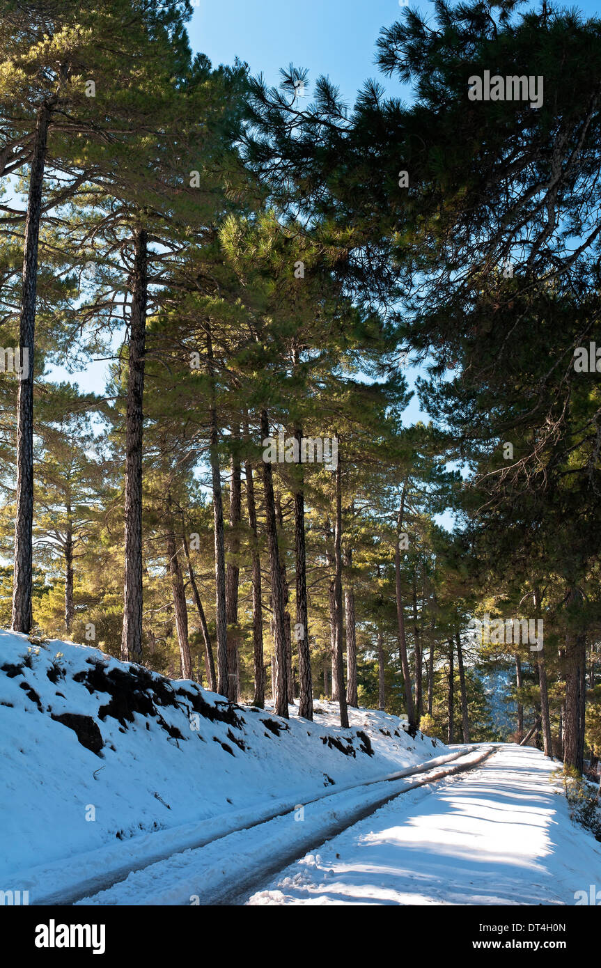 Paisaje nevado, Parque Natural Sierras de Cazorla, Segura y Las Villas de la provincia de Jaén, en la región de Andalucía, España; Europa, Foto de stock