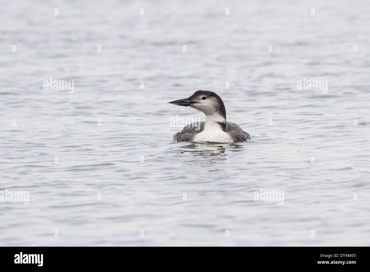 Common Loon de aves acuáticas en BC Canadá Foto de stock