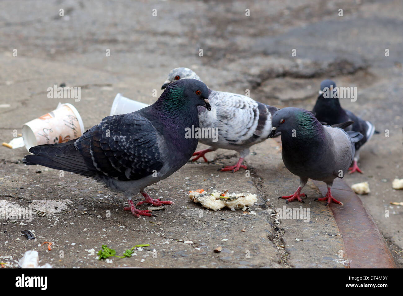 Palomas (Columba livia domestica) y trozos de comida Foto de stock