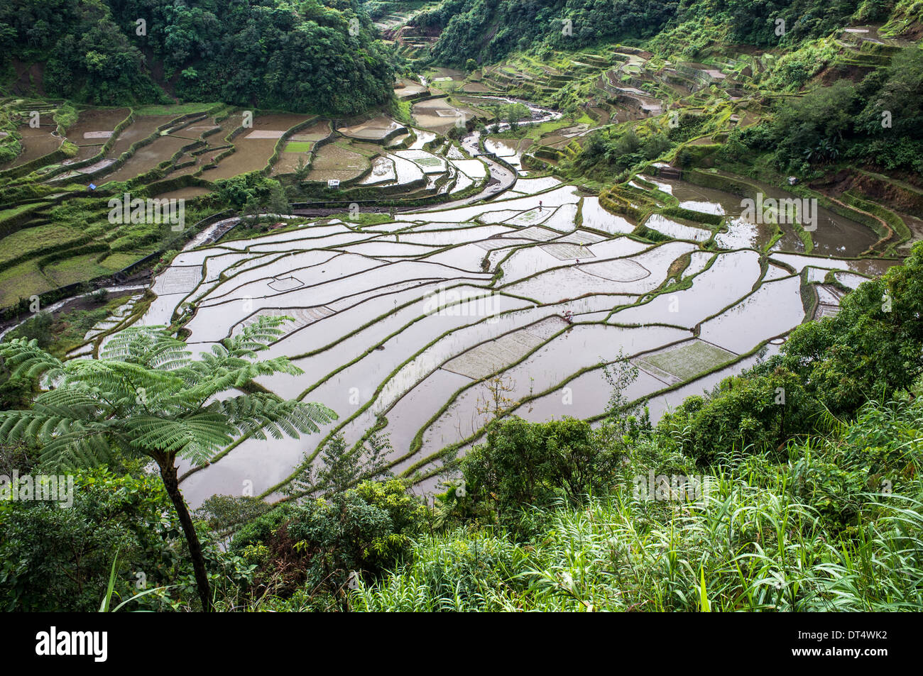 Terrazas de arroz en Filipinas Montañas, región, aldea Batad Ifugao, Luzón, Asia Foto de stock