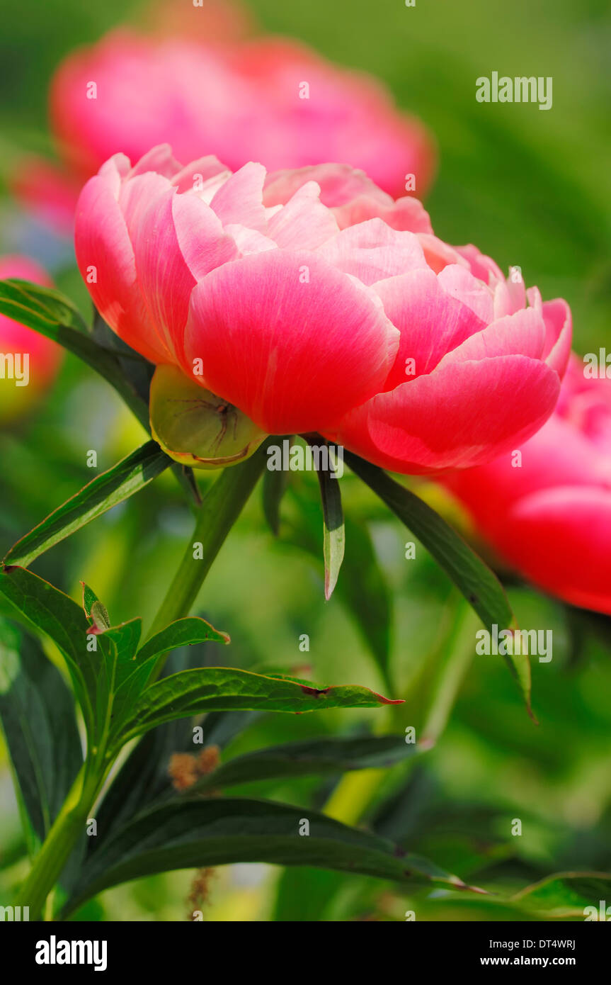Jardín común o peonía china (Paeonia lactiflora peonía) Foto de stock