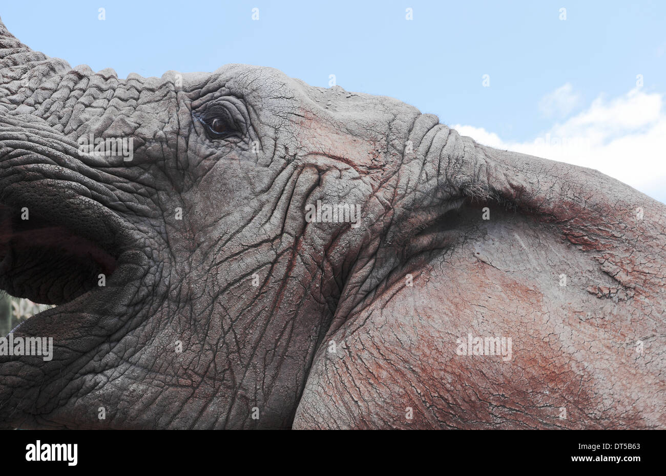 Elephant elevando su cabeza hacia el cielo con su boca abierta Foto de stock