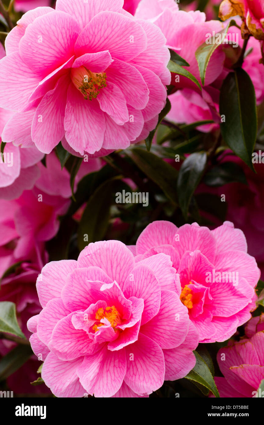 Semi doble rosa x Camellia williamsii 'Donation' en un jardín de Plymouth Foto de stock