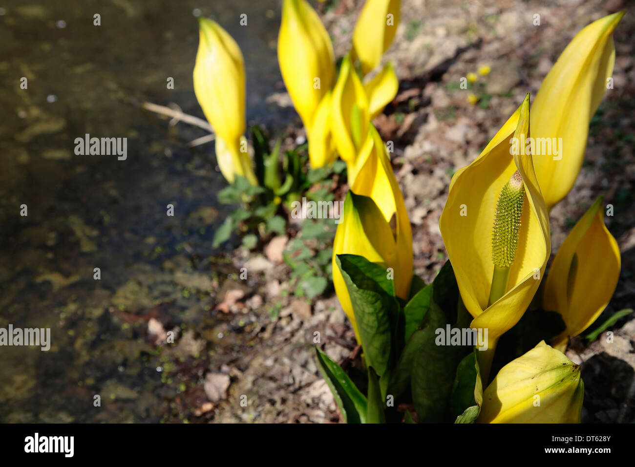 Amarillo, Skunk repollo Lysichiton americanus. Planta acuática marginal en flor en el borde de un estanque. Foto de stock