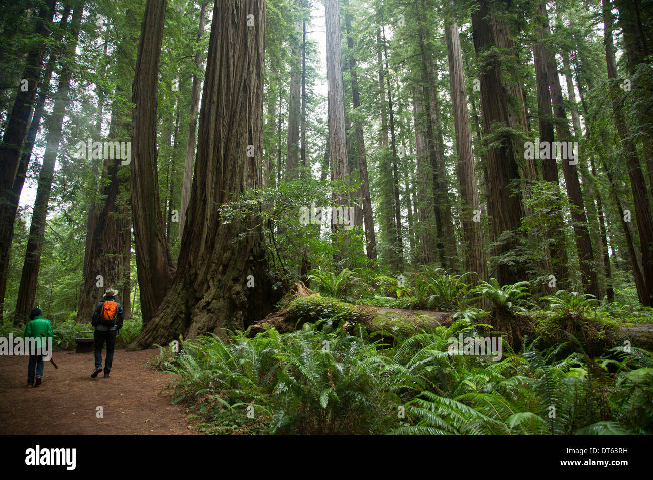 Padre e hijo en Redwoods National Park, California, EE.UU. Foto de stock