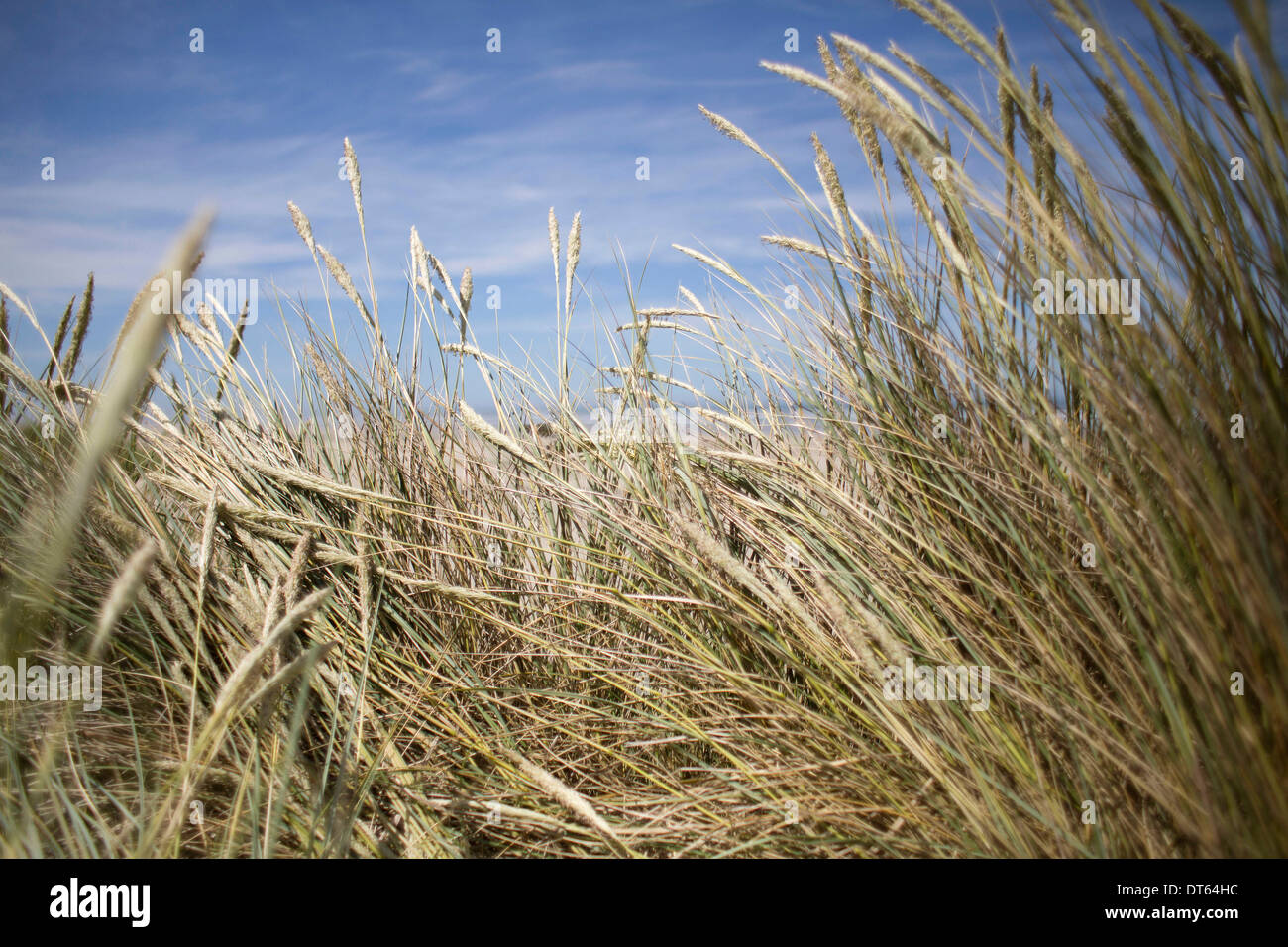 La hierba, cerca Foto de stock