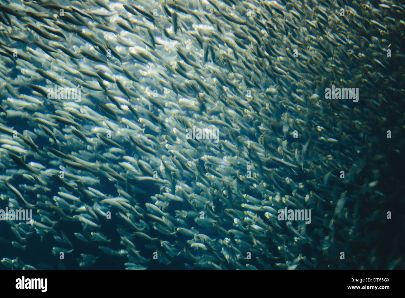 Una escuela de las sardinas del Pacífico pescado en un cardumen, avanzando en la misma dirección al Monterey Bay Aquarium. Foto de stock