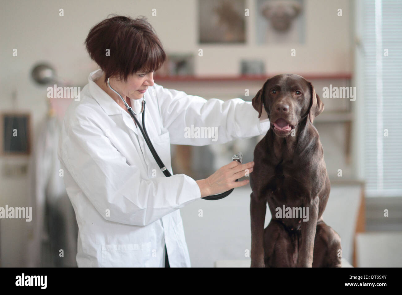 Examen veterinario perro femenino en la clínica Foto de stock