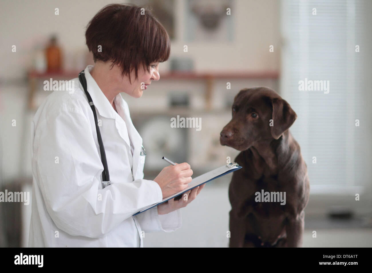 Veterinario hembra haciendo notas de examen en portapapeles Foto de stock