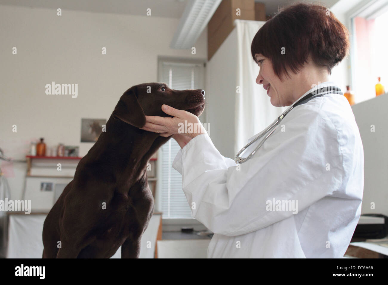 Examen veterinario hembra ojos perros en la clínica Foto de stock