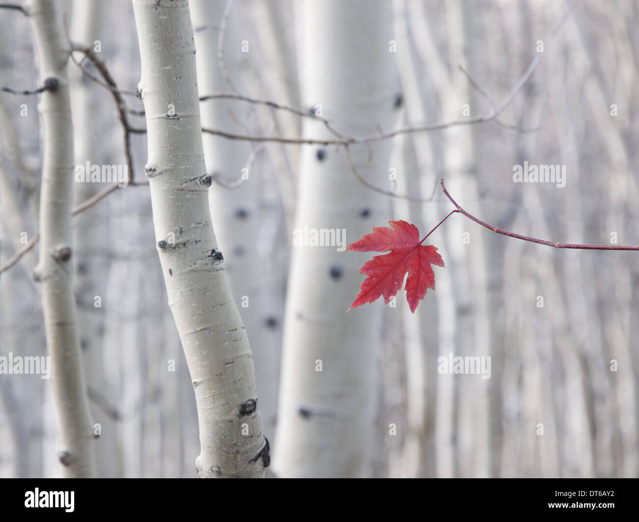 Una sola hoja de arce rojo en otoño, con un trasfondo de Aspen los troncos con corteza de color crema y blanco. Bosque Nacional Wasatch. Foto de stock