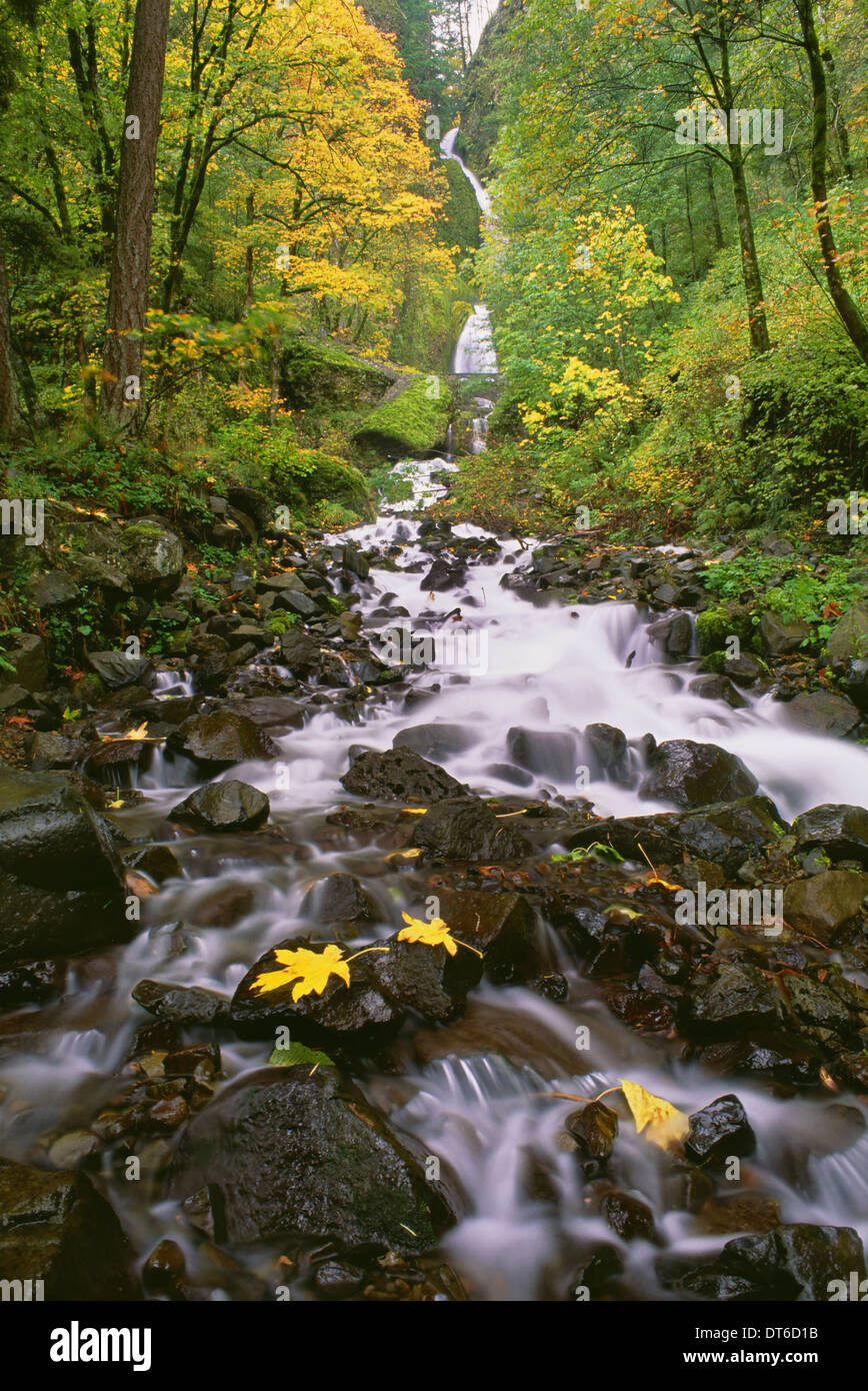 Wahkeena Falls. El agua que fluye hacia abajo un valle en la garganta del río Columbia a través del bosque. Foto de stock