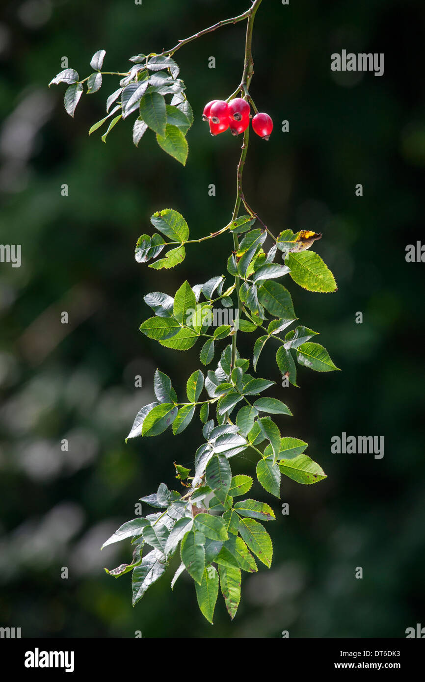 Rosa roja caderas de ahorcamiento rama del rosal Fotografía de stock - Alamy