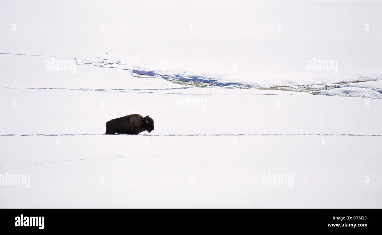 Un bisonte en la nieve. Los bisontes americanos, la American Buffalo. Un único animal, en una profunda Snow Drift. Abrir un paisaje nevado. Foto de stock