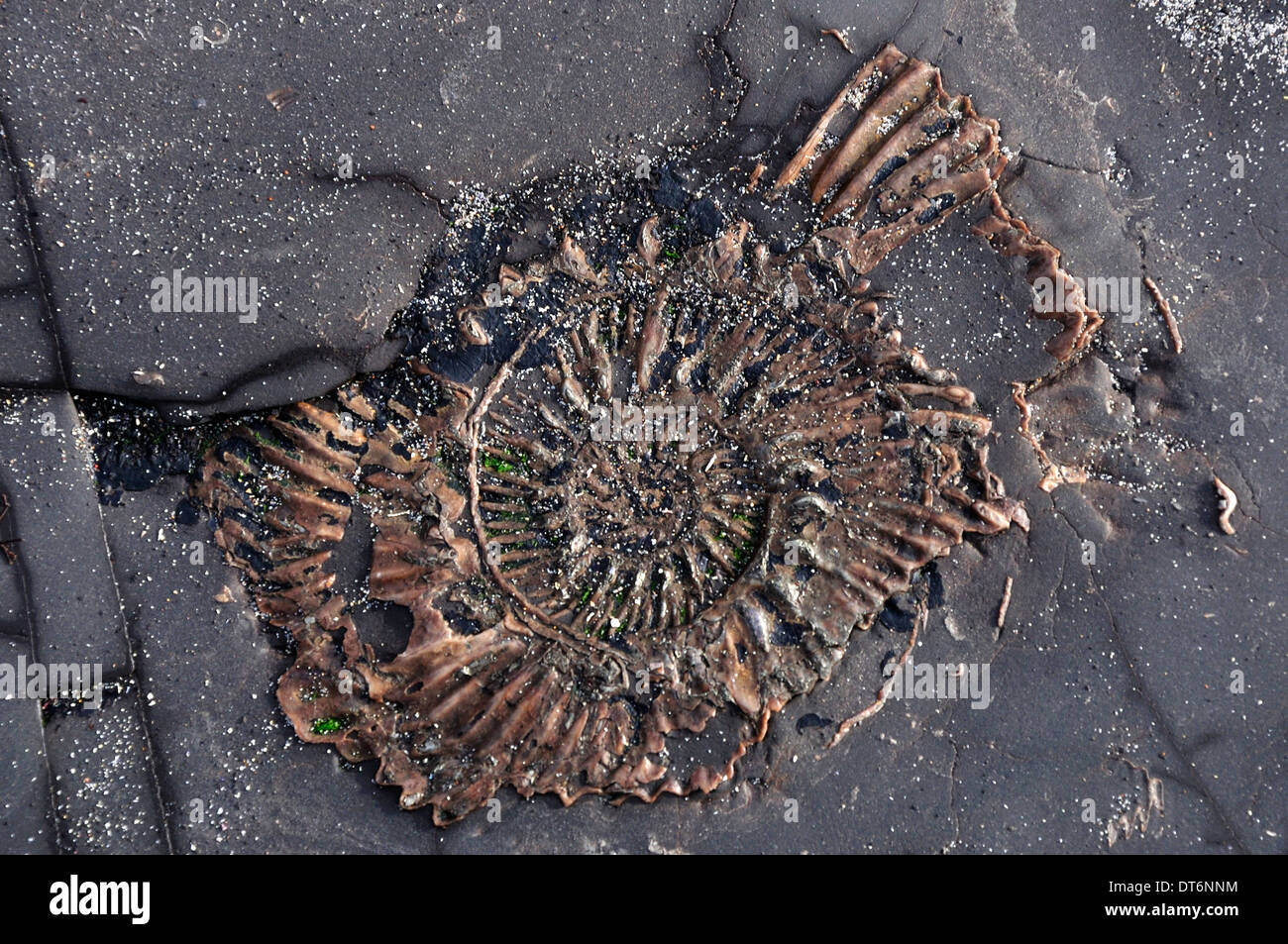 Un fósil de ammonites en Kimmeridge Dorset UK Foto de stock