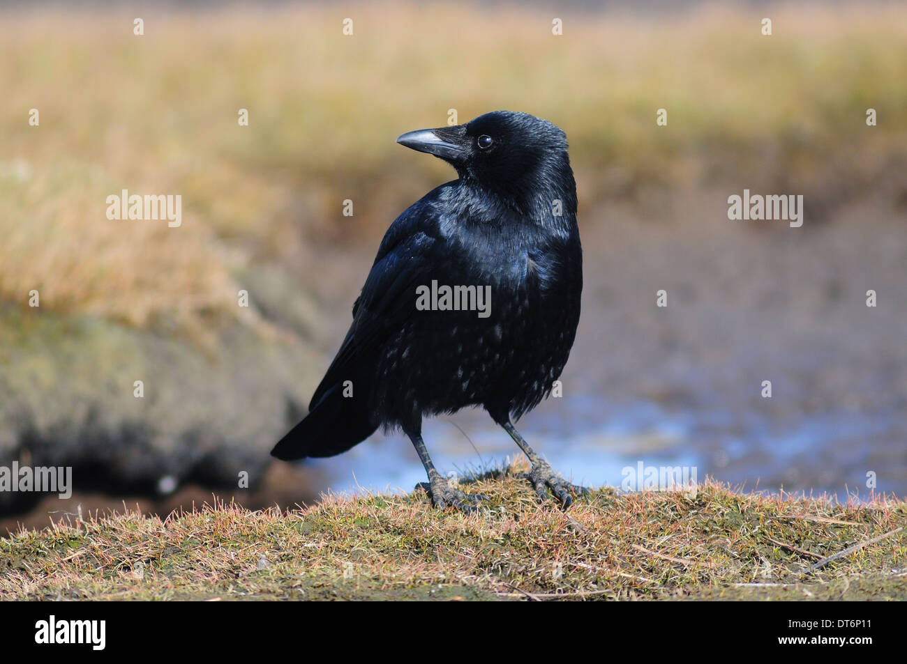 Un carrion crow UK Foto de stock
