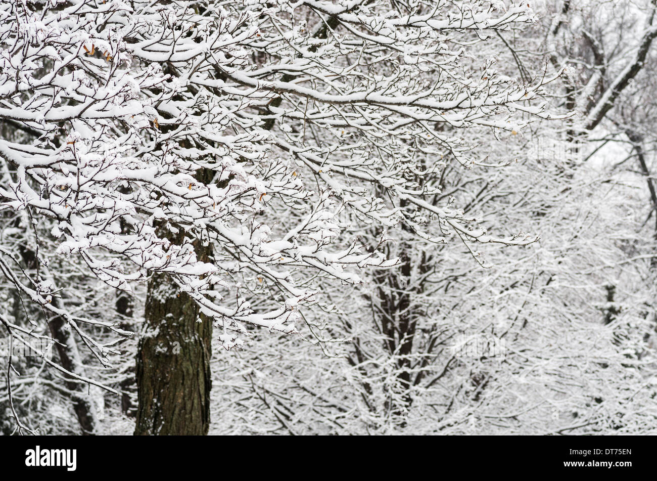 Snowy ramas y troncos de árboles en el invierno Foto de stock