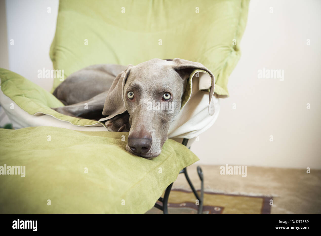 Cuerpo de un perro fotografías e imágenes de alta resolución - Página 3 -  Alamy