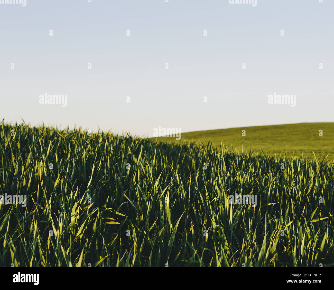 Exuberantes y verdes colinas en un paisaje. Una cosecha de trigo creciendo y madurando cerca de Pullman, en el estado de Washington. Foto de stock