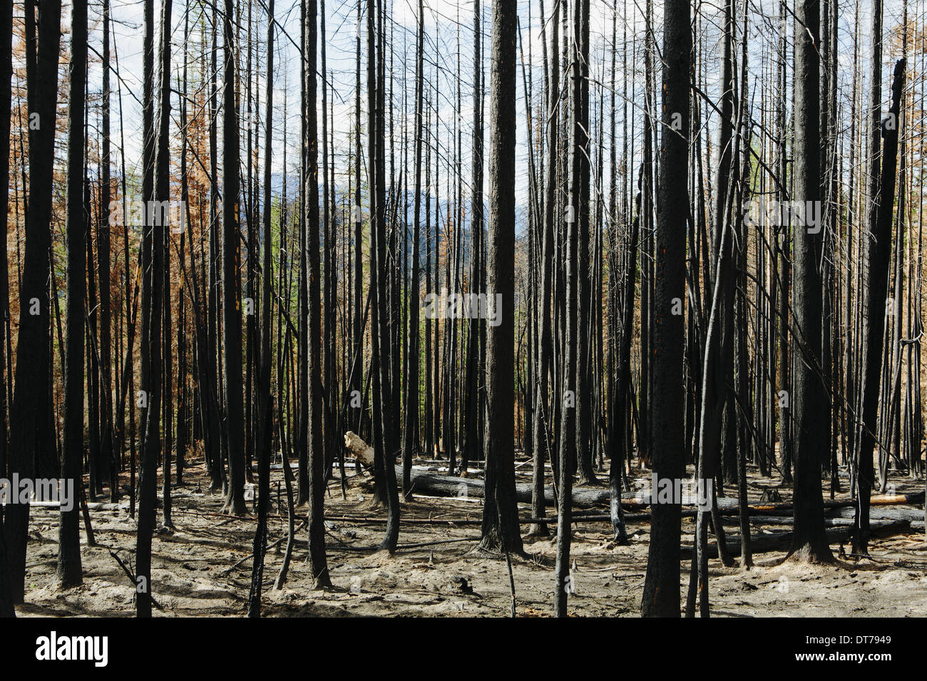 Los árboles dañados y de incendios forestales (desde el 2012), incendio de Table Mountain Okanogan-Wenatchee NF, cerca Blewett Pass Foto de stock