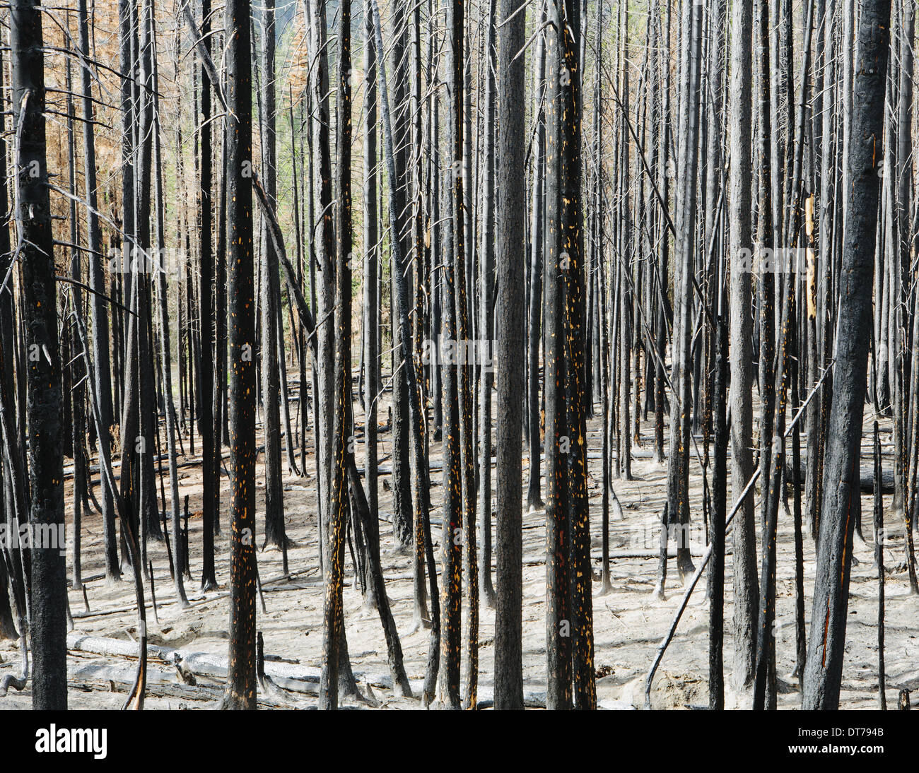 Los árboles dañados y de incendios forestales (desde el 2012), incendio de Table Mountain Okanogan-Wenatchee NF, cerca Blewett Pass Foto de stock