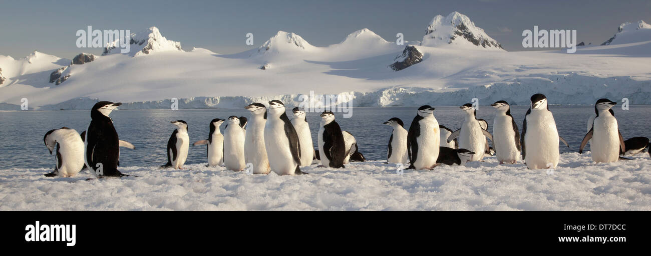 Los pingüinos de barbijo en la mitad de la Isla de la luna en las Islas Shetland del Sur Antártida Isla media luna, Islas Shetland del Sur Foto de stock