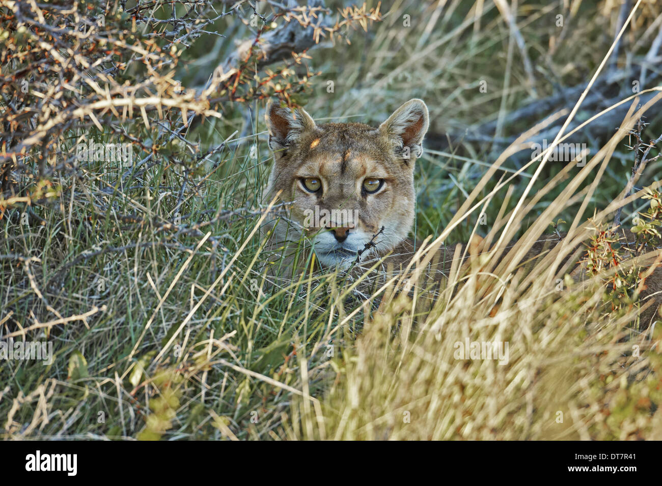 El puma (Puma concolor puma) macho joven, descansando entre la vegetación,  las Torres del Paine N.P., Patagonia Austral, Chile, noviembre Fotografía  de stock - Alamy