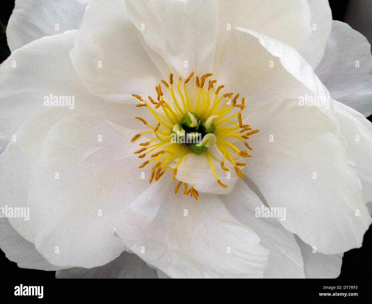 Peony 'Moonstone' Foto de stock