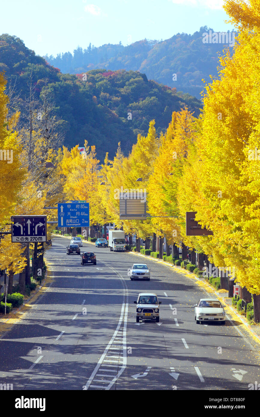 Avenida de árboles ginkgo en otoño de color en la avenida Koshu-kaido Tokyo Japón Foto de stock