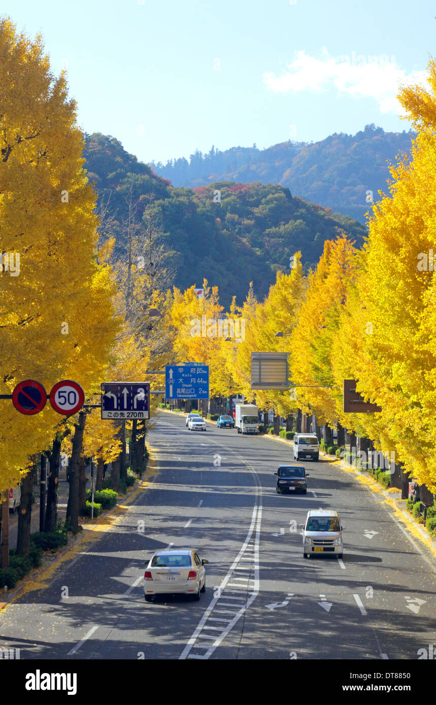 Avenida de árboles ginkgo en otoño de color en la avenida Koshu-kaido Tokyo Japón Foto de stock