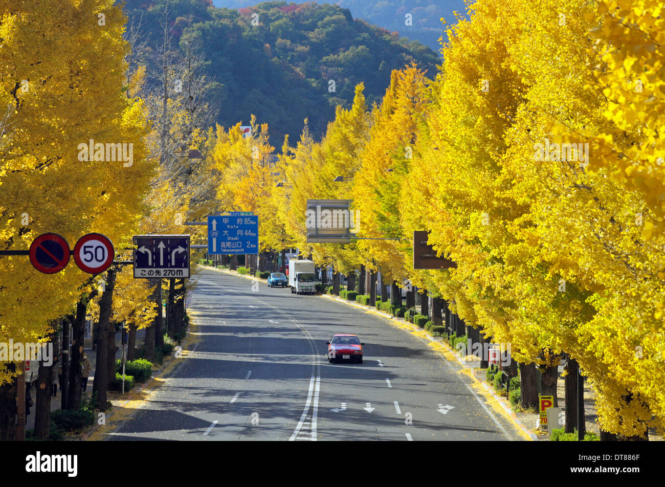 Avenida de árboles ginkgo en otoño de color en la avenida Koshu-kaido Tokyo Japón Foto de stock