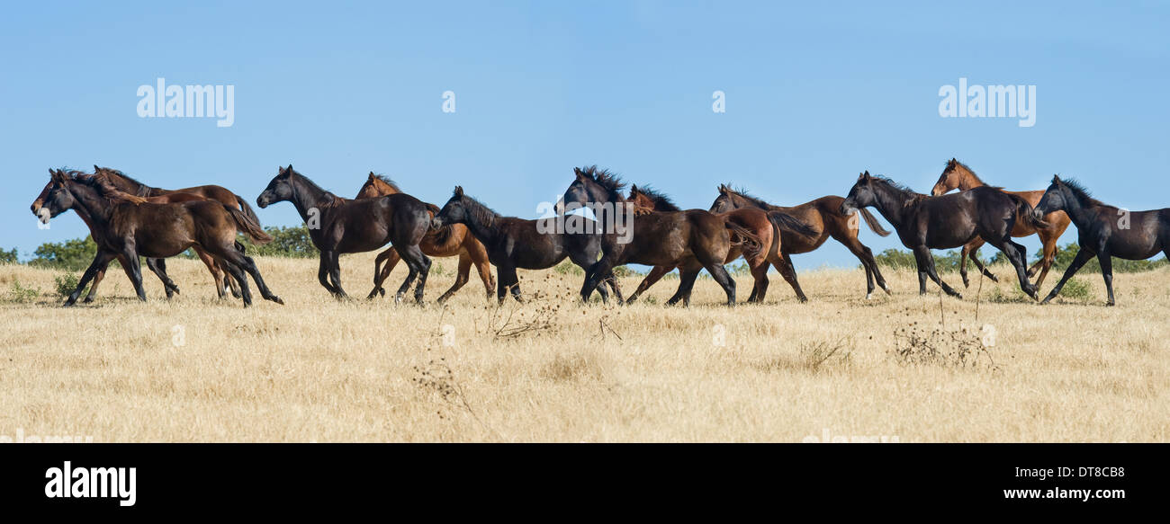 Manada de caballos cuarto de milla de los animales destetados ejecutar Foto de stock