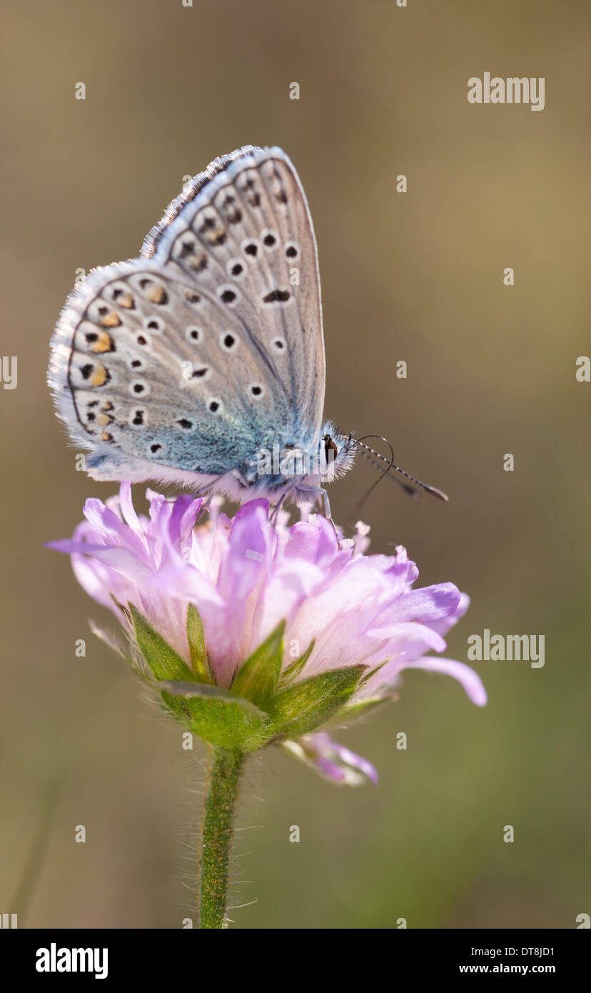 Poco azulado en la parte superior de una mariposa violeta florales Foto de stock