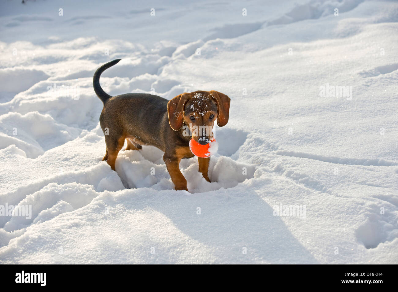 Perro de raza mixta- (Teckel x ?) Puppy (4 mes) en la nieve, llevando una bola roja en su desembocadura. Foto de stock