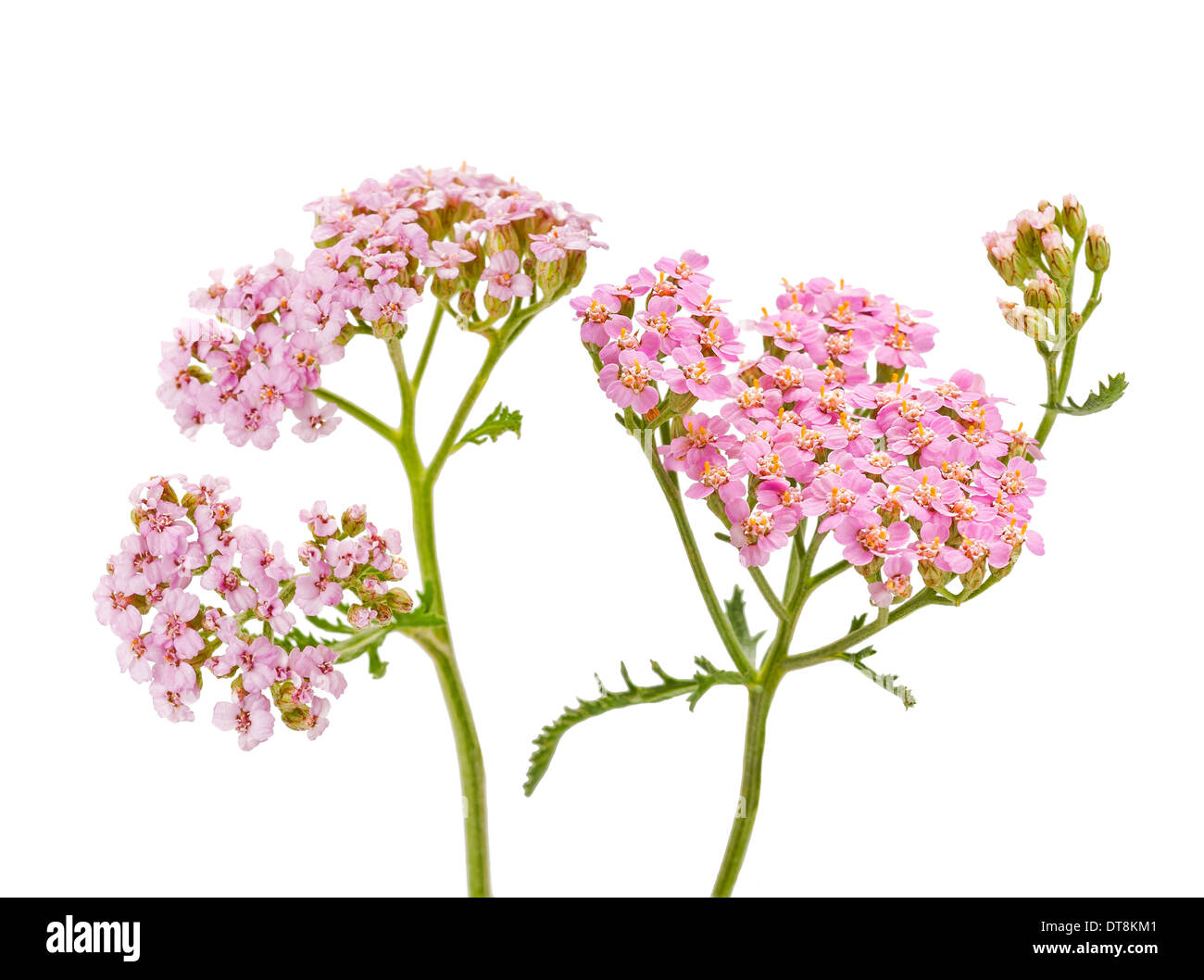 Yarrow aislado sobre fondo blanco. Foto de stock