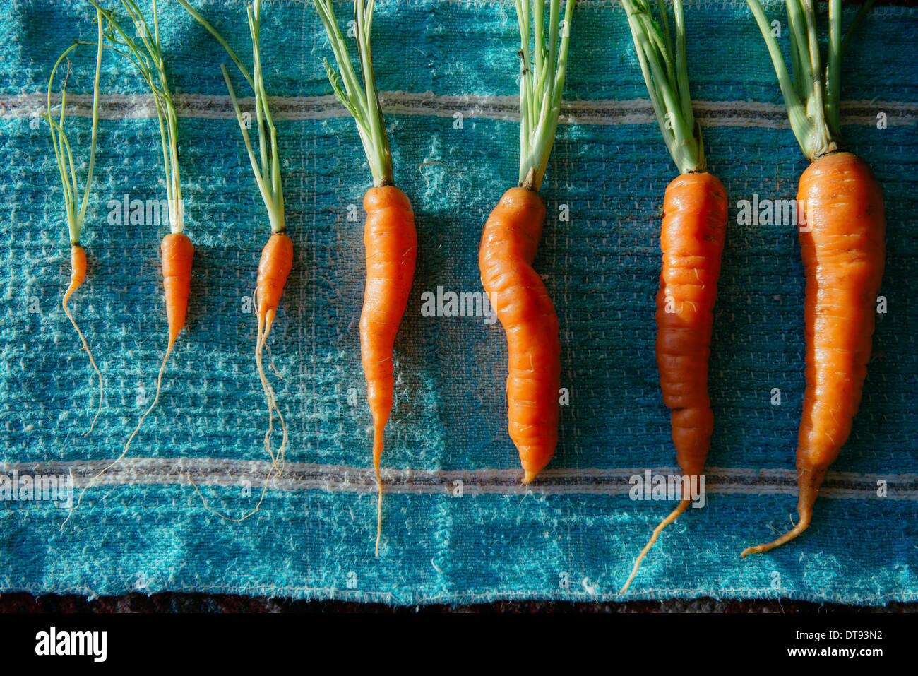 Familia de zanahorias de diferentes tamaños establecidos contra un trapo de cocina en un cuadro iluminado Foto de stock