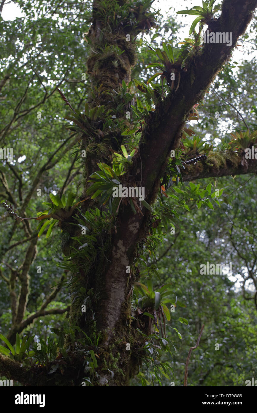 Las epifitas, incluyendo bromelias, crece en las extremidades y troncos de árboles en bosques montanos de lluvia y bosque nuboso. El Savegre. Costa Rica. Foto de stock