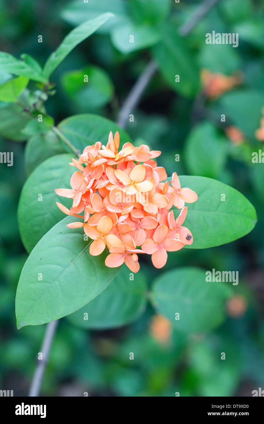 Ixora flor color naranja en el jardín Fotografía de stock - Alamy