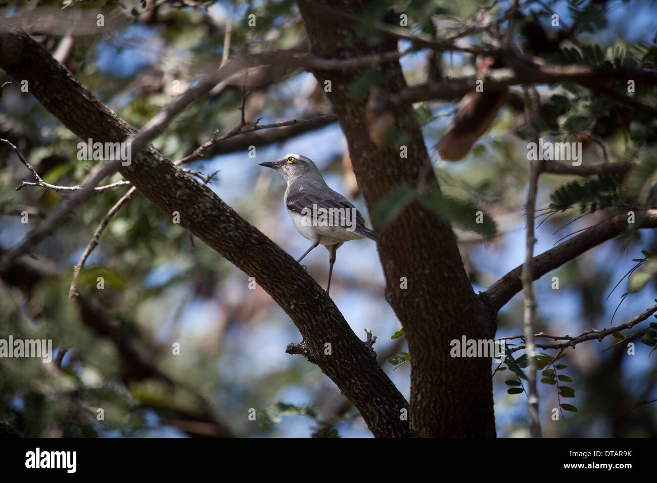 Mockingbird, Mimus gilvus tropical, en un árbol fuera de Penonomé en la provincia de Coclé, República de Panamá. Foto de stock
