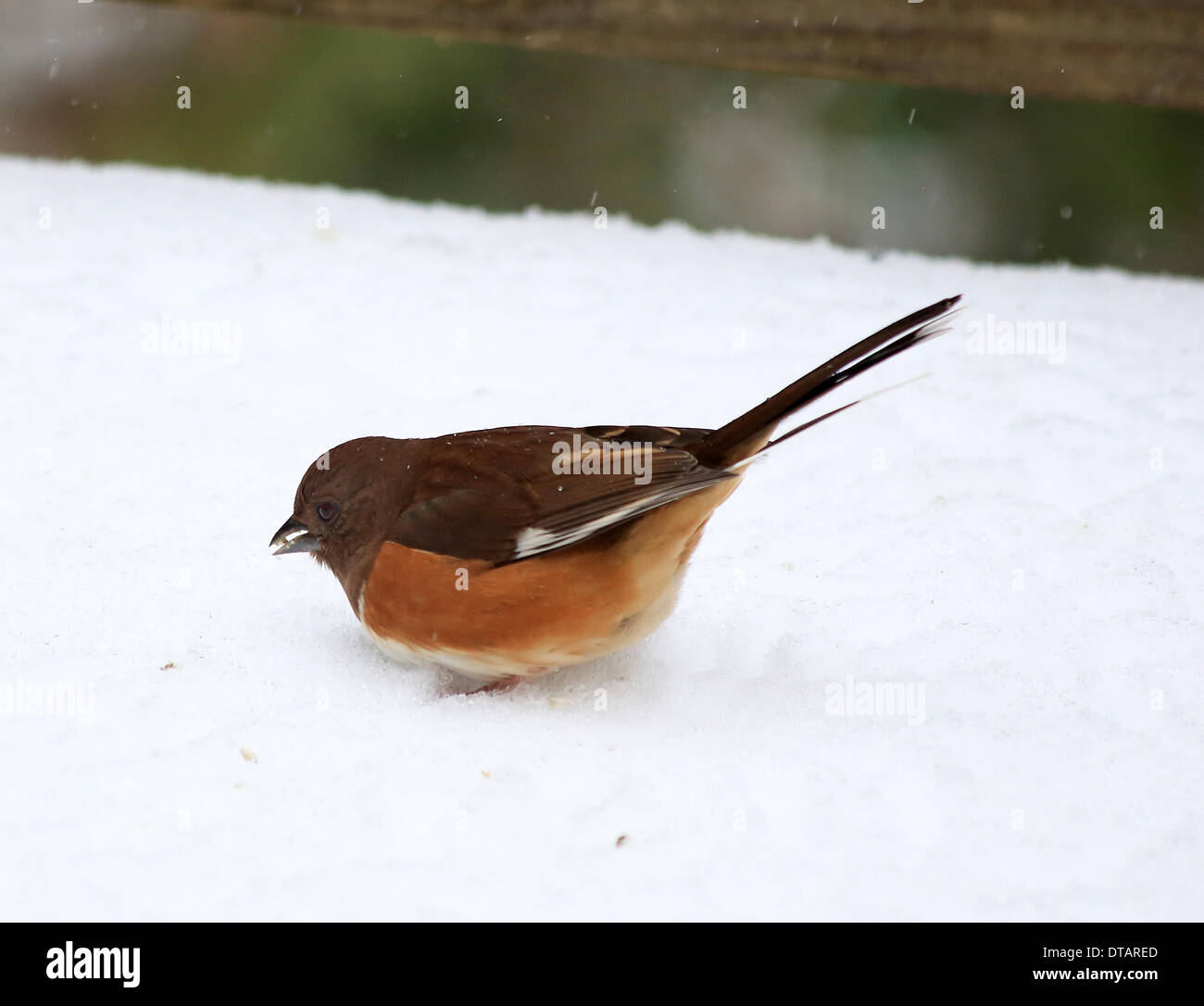 Columbia, Carolina del Sur, EE.UU.. 12 Feb, 2014. Las aves buscando comida después de freek tormenta de hielo y nieve 12/02/14 imagen por Catherine Brown/brian jordan/Alamy Live News Foto de stock