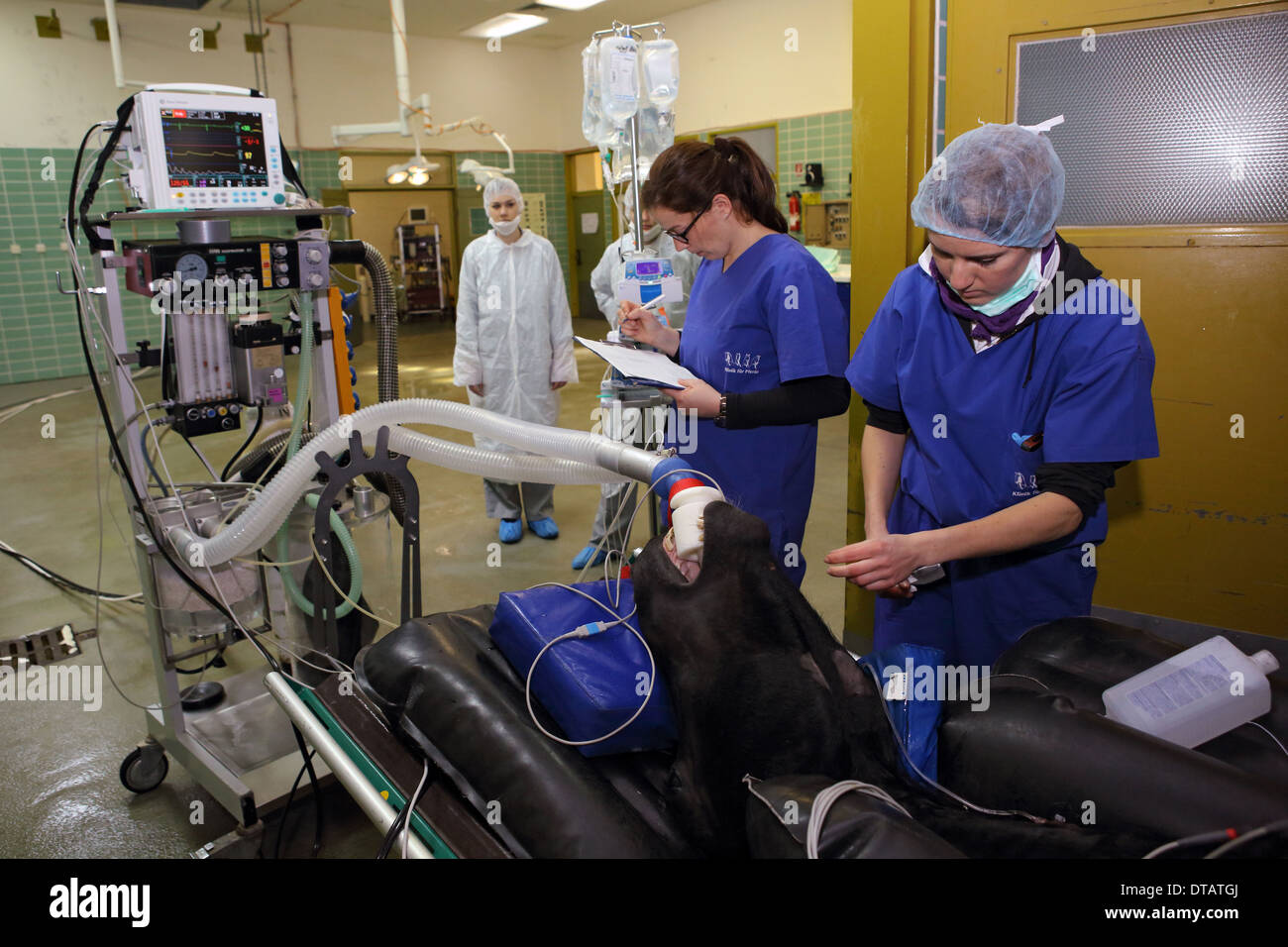 Berlín, Alemania, asistente veterinaria ueberprueft las funciones vitales en un caballo anestesiados Foto de stock