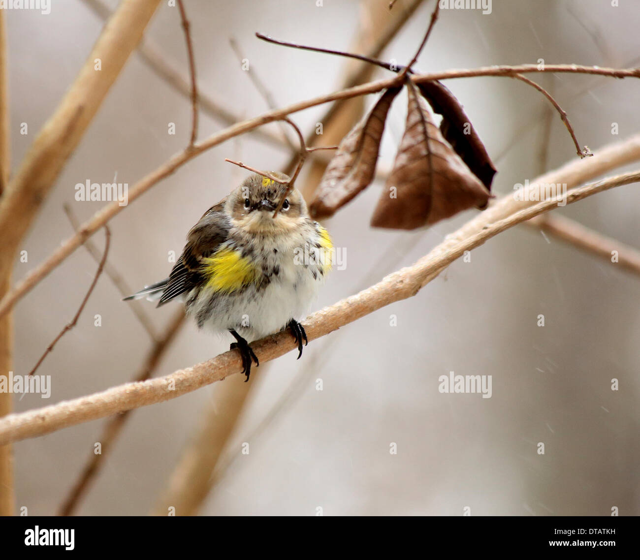 Columbia, Carolina del Sur, EE.UU.. 12 Feb, 2014. Las aves buscando comida después de freek tormenta de hielo y nieve 12/02/14 imagen por Catherine Brown/brian jordan/Alamy Live News Foto de stock