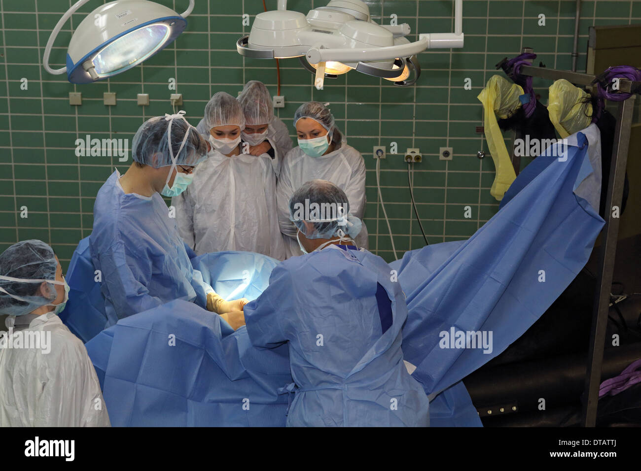 Berlín, Alemania, los estudiantes observan veterinarios en cirugía Foto de stock